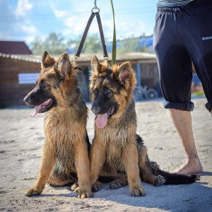 Сворка из кожи для двух немецких овчарок